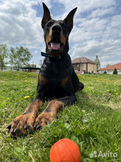 Доберман вязка