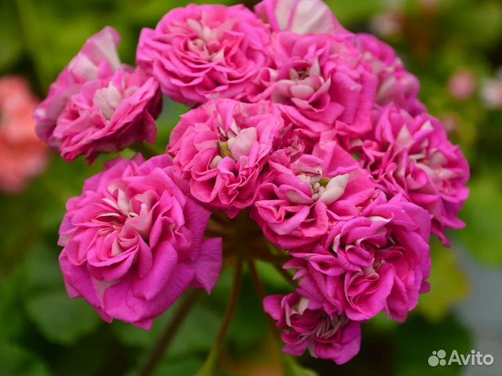 Герань пеларгония