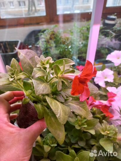 Лаванда белая, Петуния крупноцветковая, Бархатцы