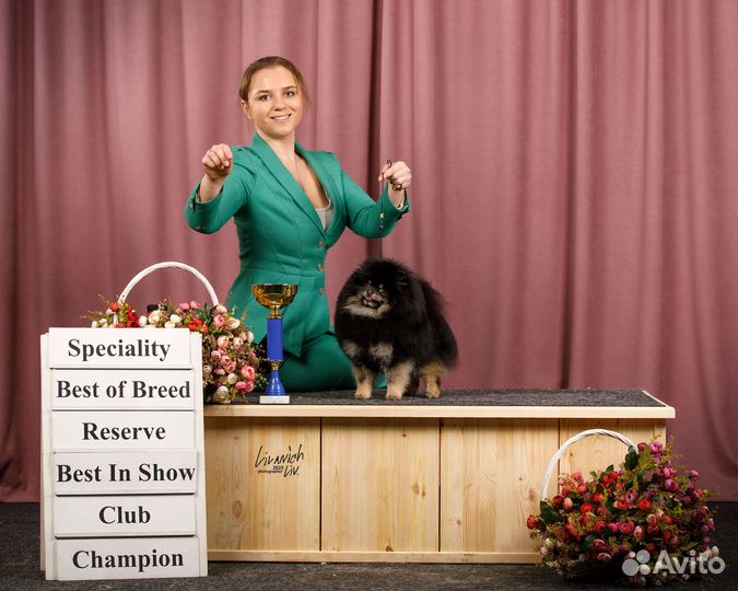 Померанский шпиц кобели для вязки