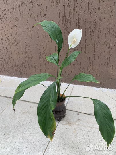 Спатифилум