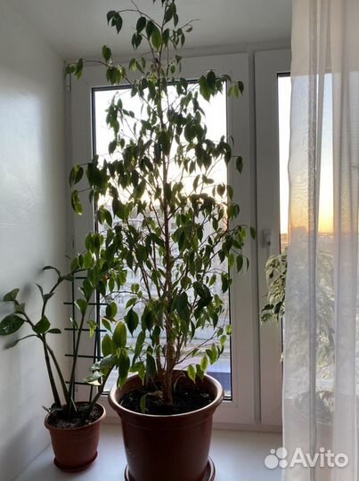 Фикус Бенджамина