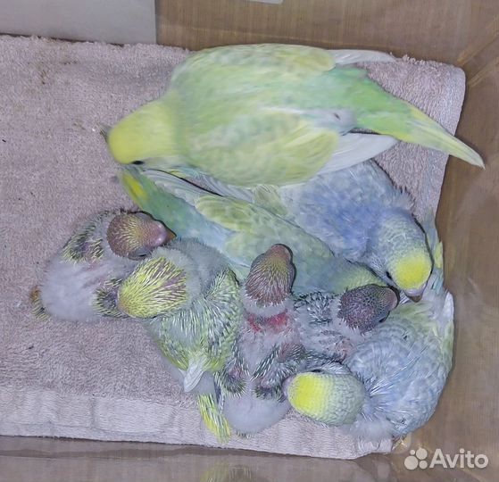 Попугаи ввп чехи и радужные