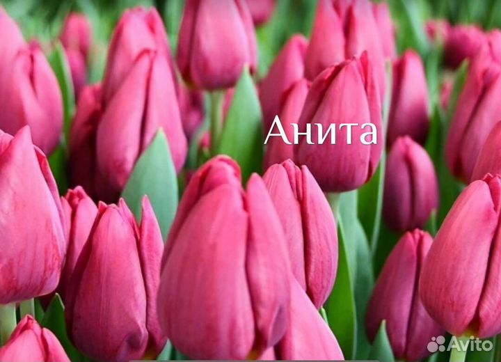 Луковицы тюльпана после выгонки упаковка