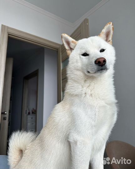 Вязка сиба ину щенки