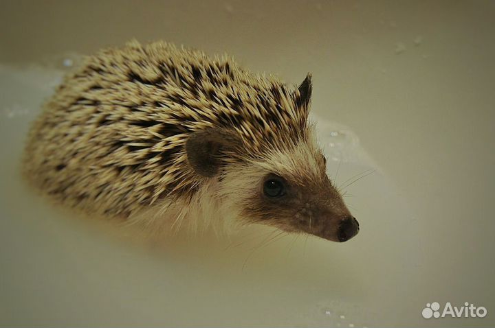 Африканский карликовый еж