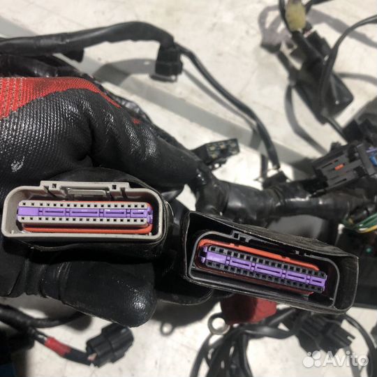 Коса проводки для triumph speedmaster 2008