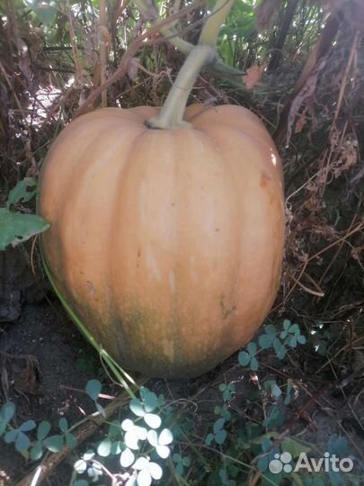 Тыква кормовая