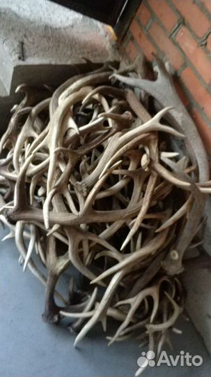 Рога, оленя или лося