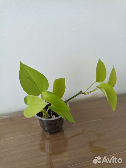 Сциндапсус Neon