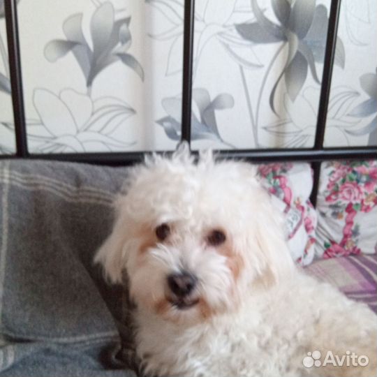 Шикарный парень