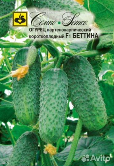 Рассада огурцов