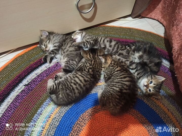 Котята в добрые руки