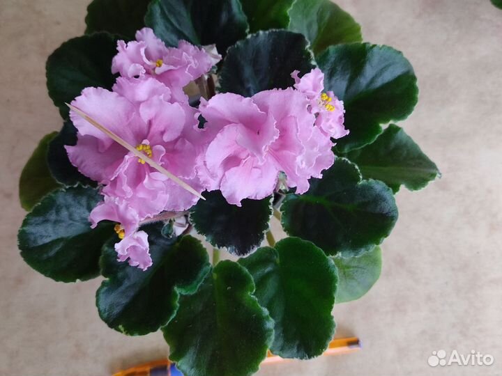 Фиалка молодая