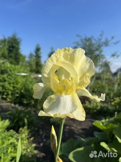 Ирис бородатый