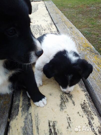 Охранники для вашего дома