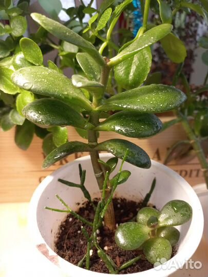 Толстянка + хатиора