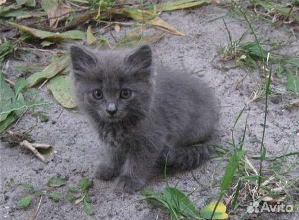 Котенок в добрые руки