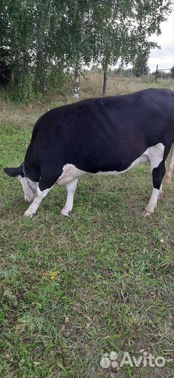 Корова, тёлка