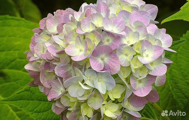 Гортензия крупнолистная Pink