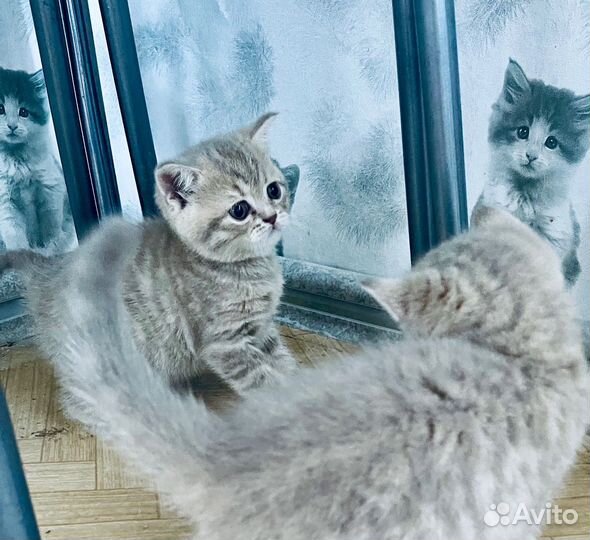 Шотландские котята