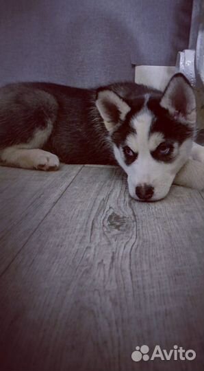 Сибирский хаски продам девочку за три тысячи р