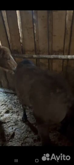 Жеребята, кобылка и жеребенок