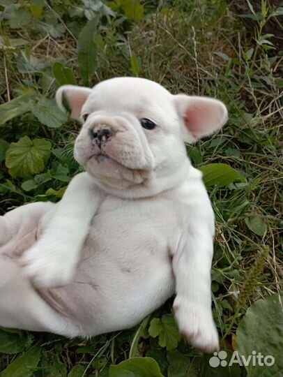 Французики