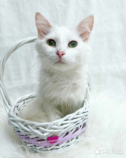 Беляш ищет дом