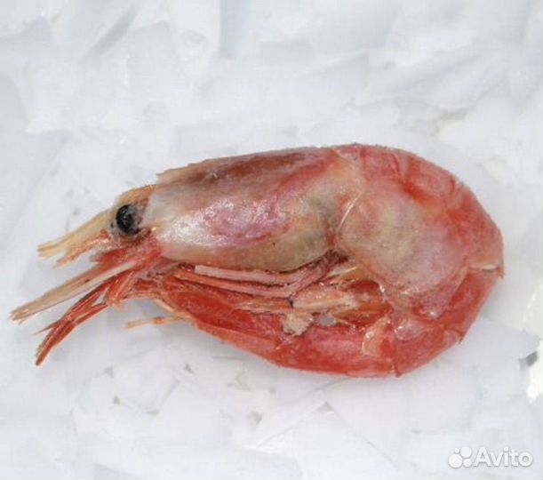 Креветка северная оптом