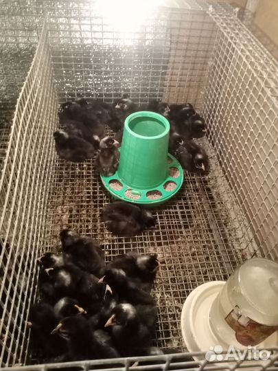 Цыплята суточные подрощеные