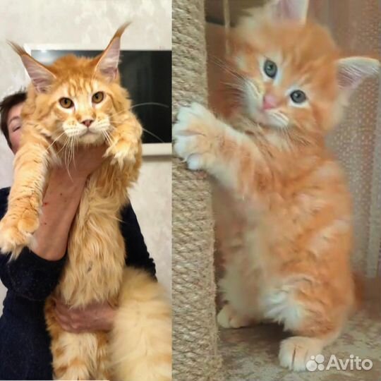 Мейн-кун Подарок к Рождеству