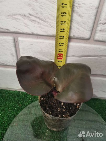 Филодендрон Black Cardinal Twist (Red Heart)