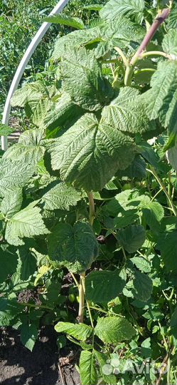 Саженцы Малина Краса России