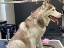 Выбор направления. В данном направлении то выбирайте. В данном направлении то выбирайте. В данном направлении то выбирайте. Цели рекламной деятельности.