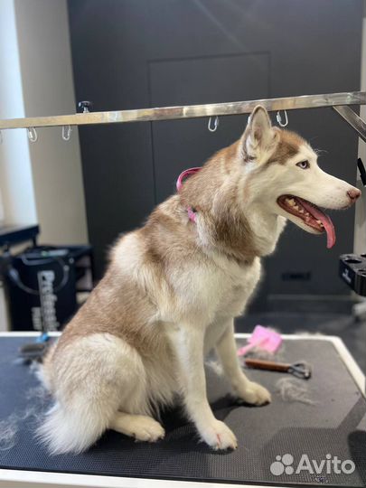 Вычесывание крупных собак