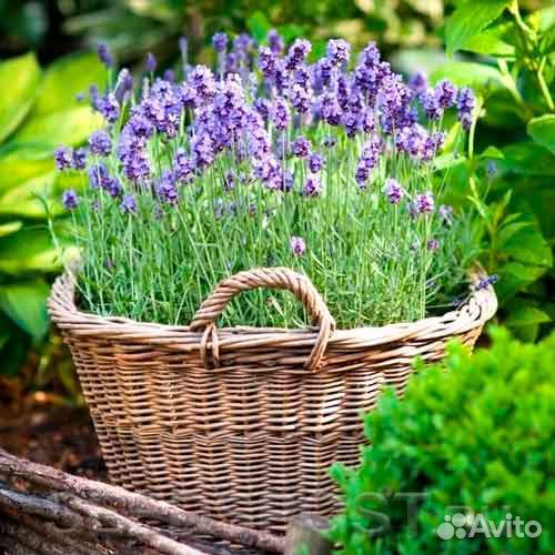 Рассада лаванды