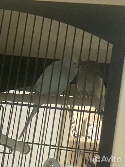 Сладкая парочка с клеткой