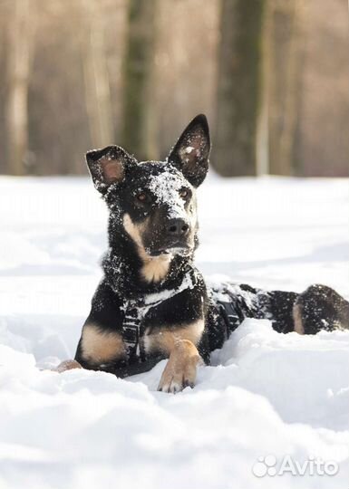 Ищет дом Ушастик