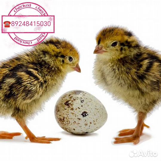 Яйцо перепелинное на инкубацию