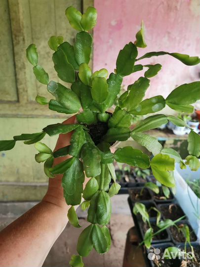 Декабрист шлюмбергера розовый и желтый