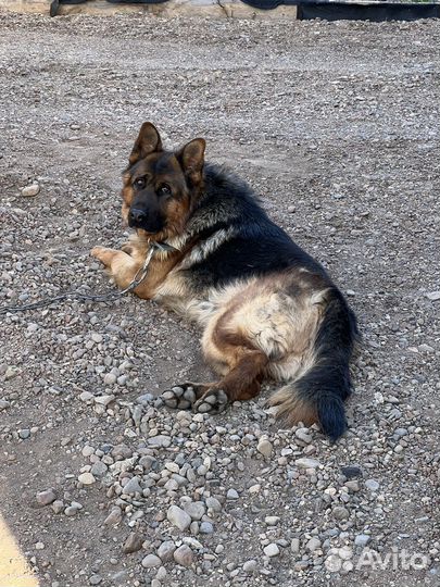 Немецкая овчарка вязка
