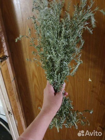 Полынь горькая