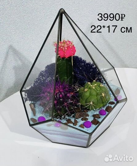 Большой флорариум с растениями