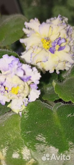 Фиалки продажа