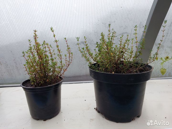 Пряные травы для подоконника, мята, шалфей, тимьян