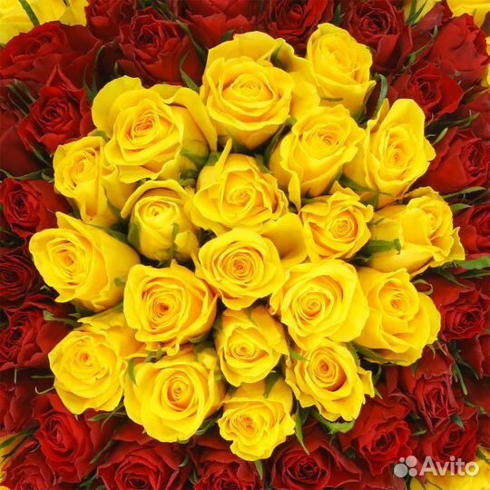 101 роза эквадорская Премиум-класса