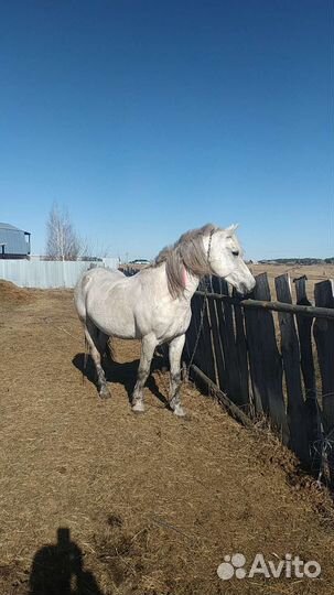 Услуги жеребца