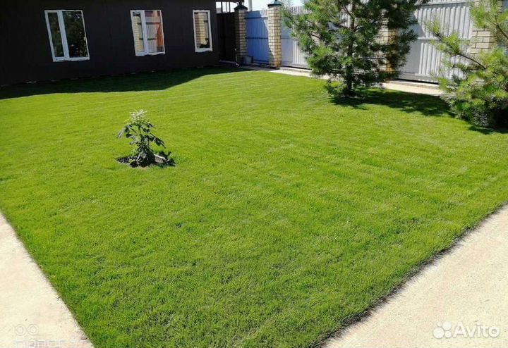 Рулонный газон, газон посевной