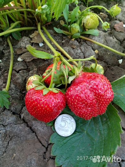 Клубника ремонтантная крупная